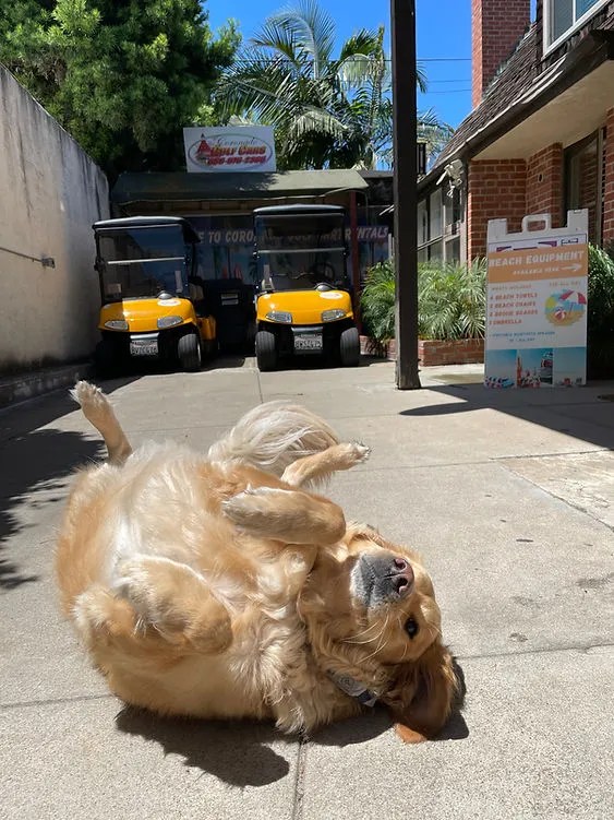 Golden retriever lying playfully on its back on a sunny sidewalk.