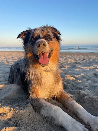 Happy dog lying on sandy beach with blue sky and ocean in background.