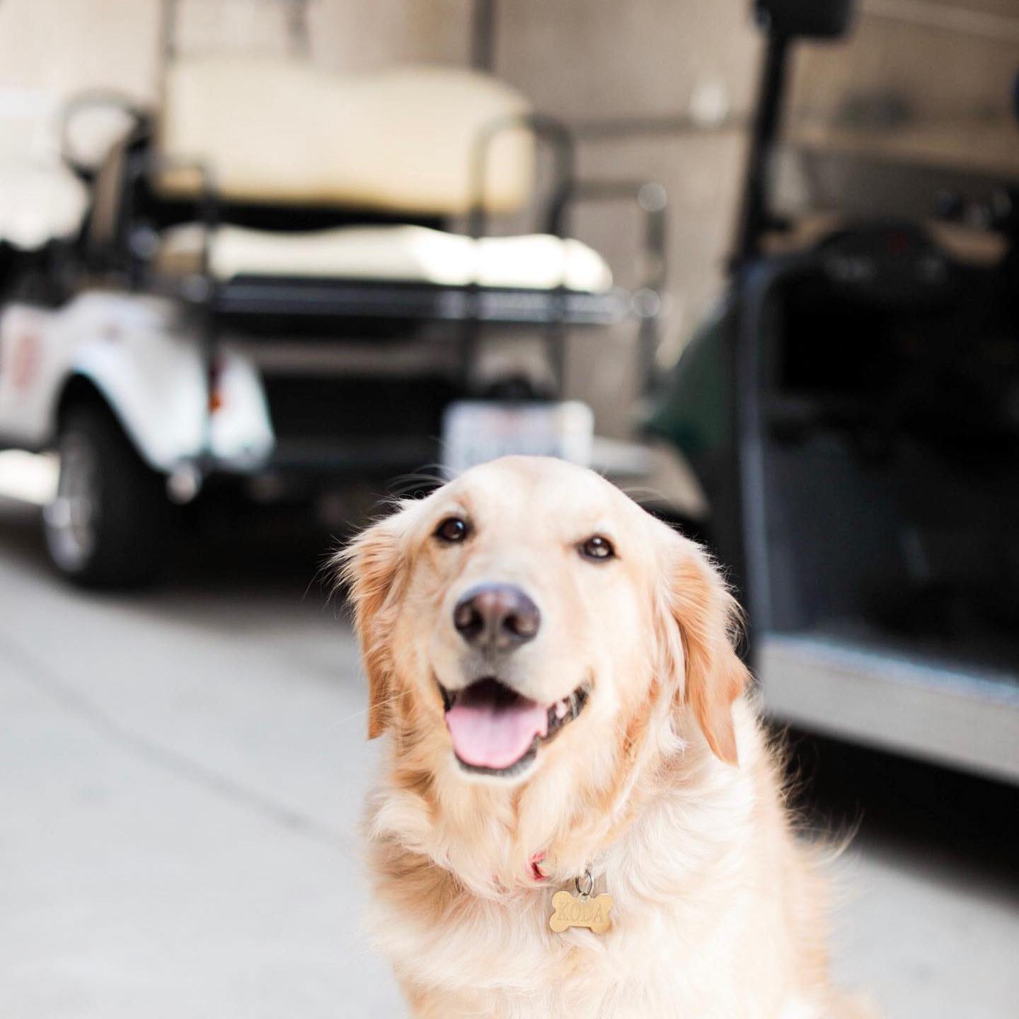 a dog sitting in front of a car