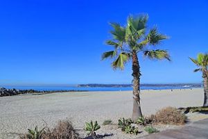 a beach with palm trees and a body of water