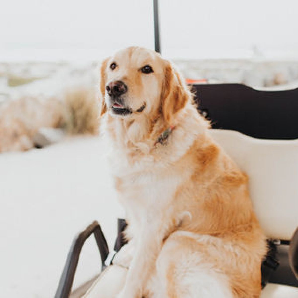 a dog sitting in the snow