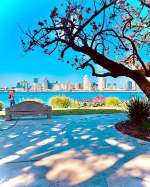 a large tree in a pool of water