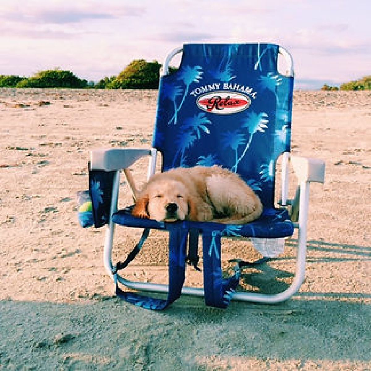 a dog sitting on top of a picnic table