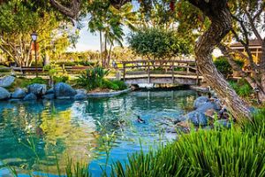 a close up of a pond