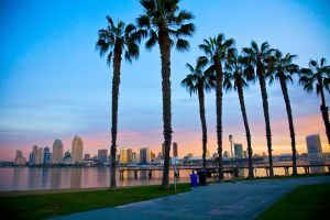 a group of palm trees next to a body of water