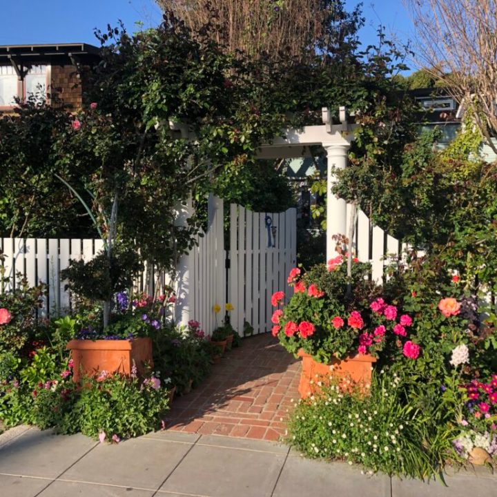 a close up of a flower garden in front of a building