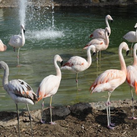 a flock of seagulls are standing in front of a body of water