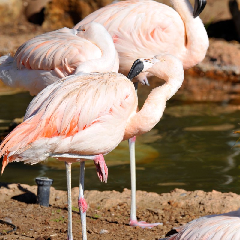 a flock of seagulls are standing in the sand
