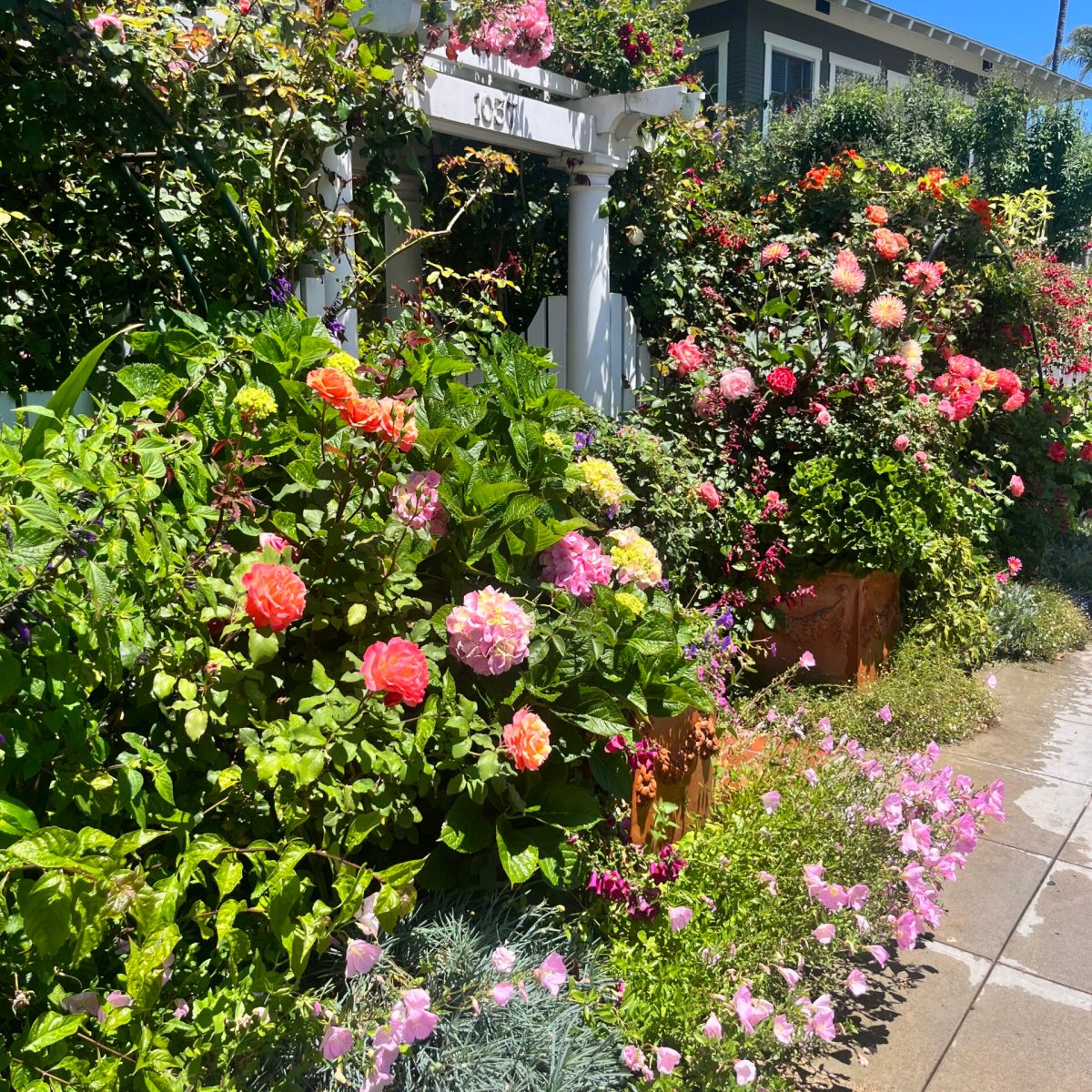 a close up of a flower garden