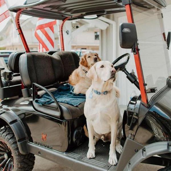 a dog sitting on a cart