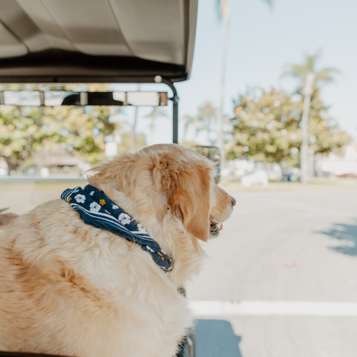 a dog sitting on top of a car